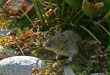Bank Vole